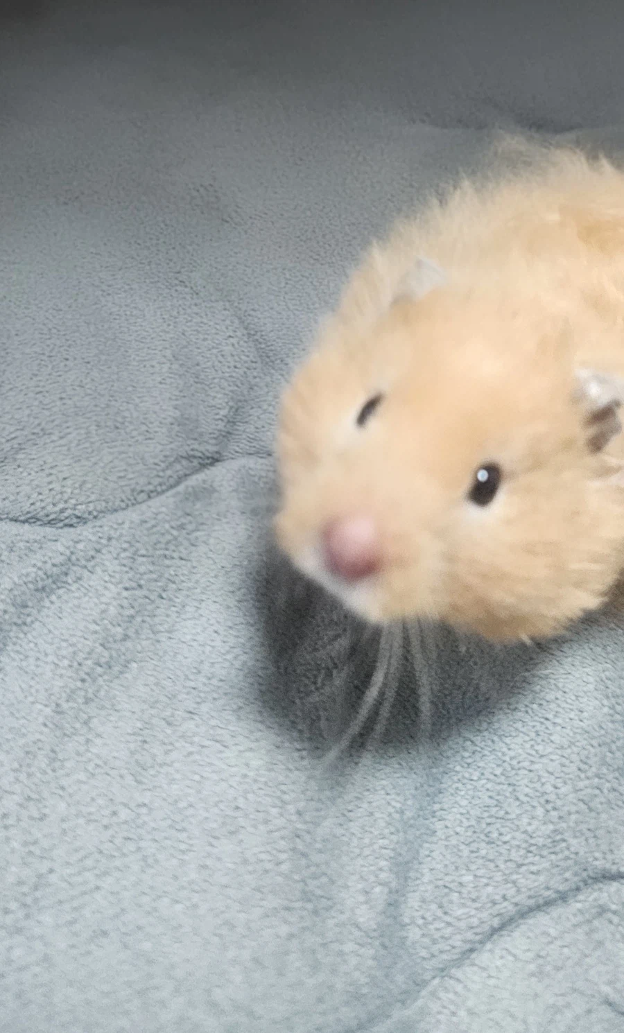 햄스터)나 엄청난거 알아냄_1.webp