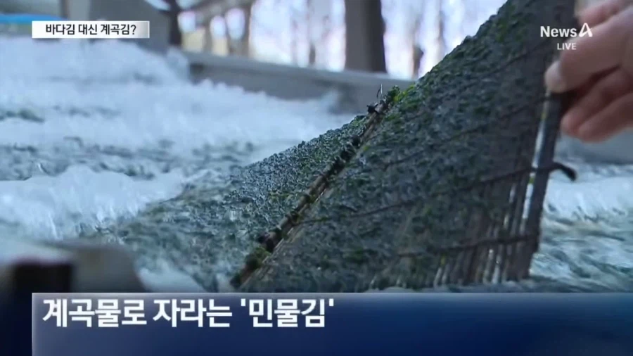 요즘 우리나라 김 양식 근황_2.webp