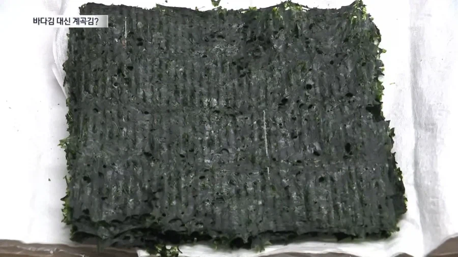 요즘 우리나라 김 양식 근황_5.webp