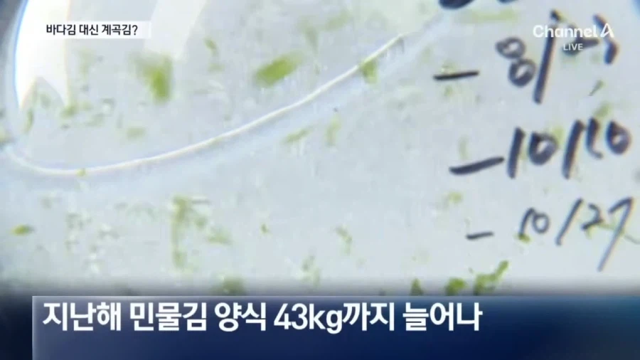 요즘 우리나라 김 양식 근황_6.webp