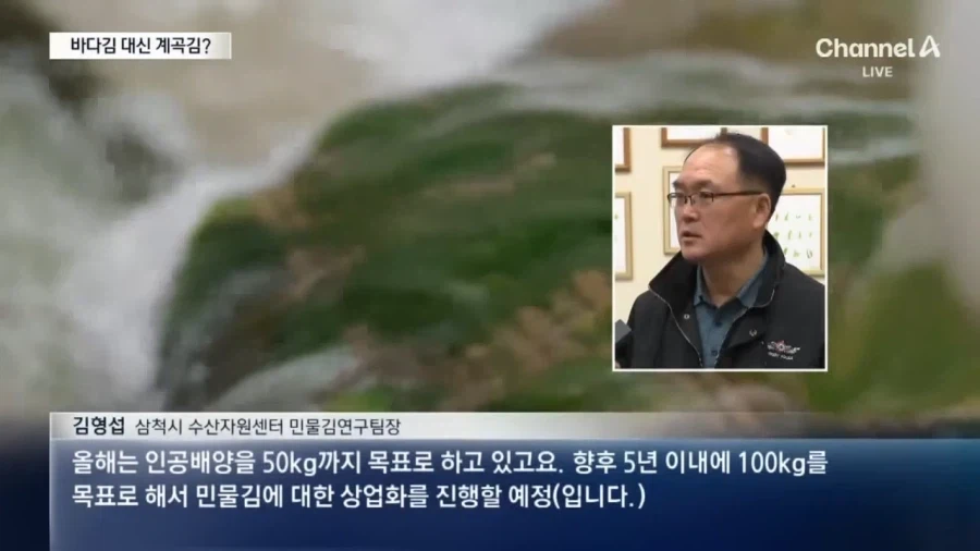 요즘 우리나라 김 양식 근황_7.webp