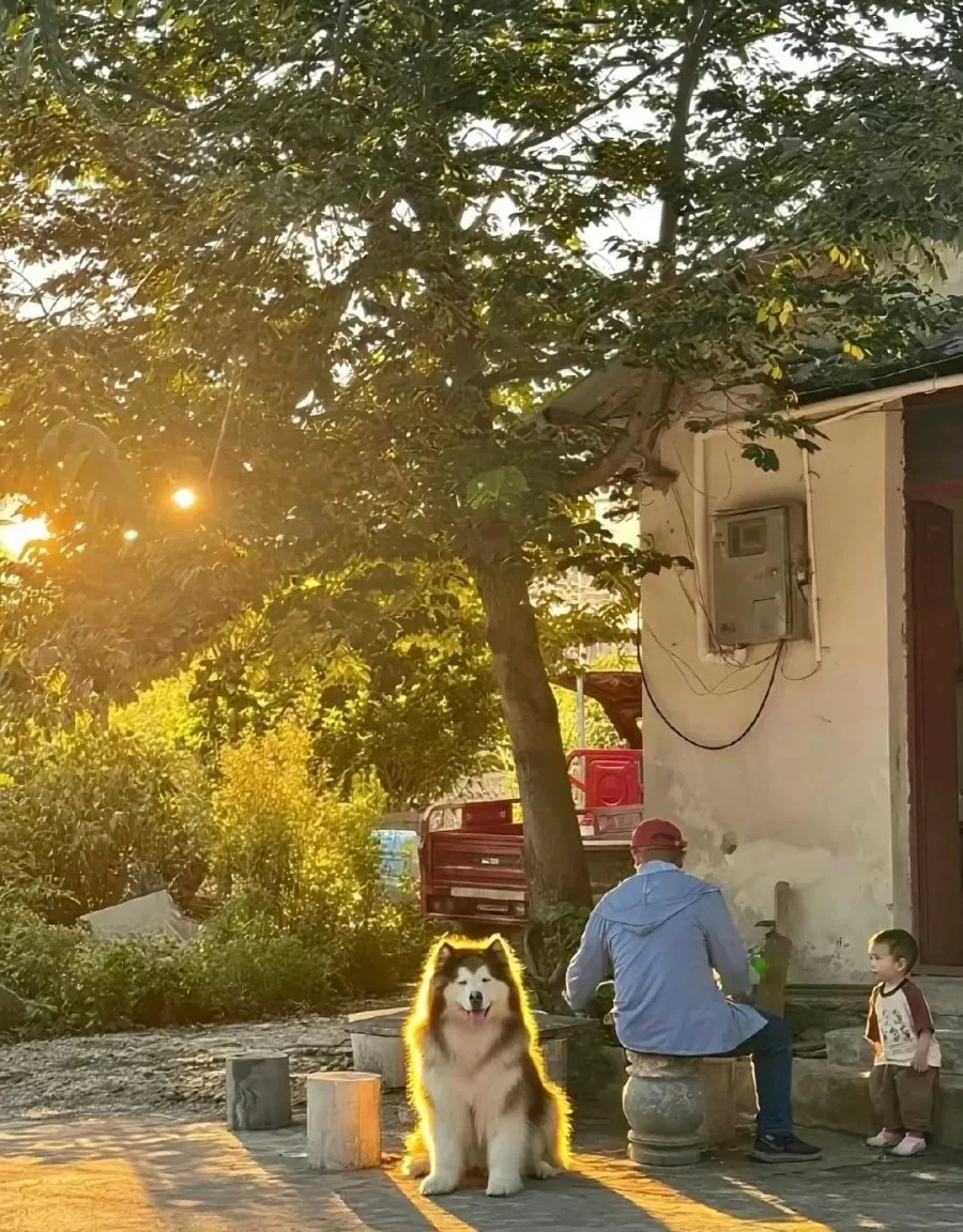 강아지 (선택됨).jpg_1.webp