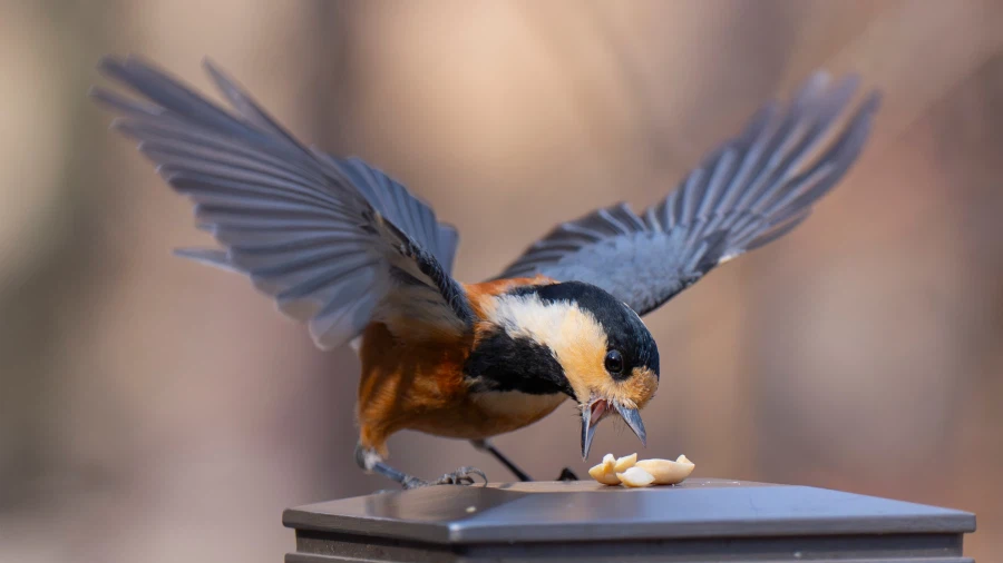 반려새로 키우고 싶은 산새들 입니다._1.webp