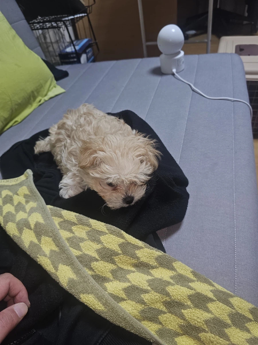 3일전 데려온 강아지_3.webp