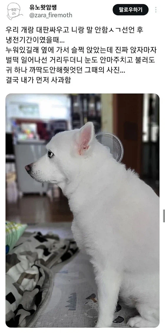 강아지랑 싸우고 말안하기로 선언함.JPG_1.webp