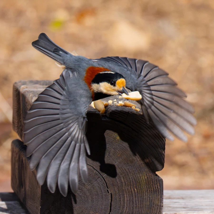 소니 A1m2 + 70200GM2 로 초고속 사진을 찍으면?_1.webp