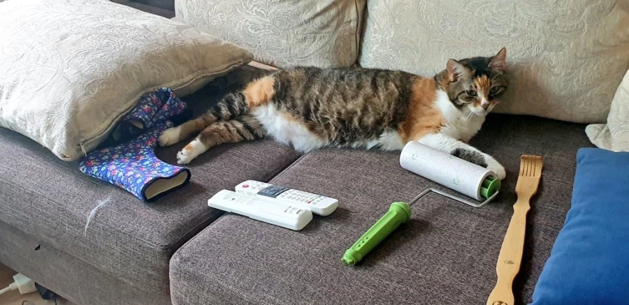 오늘로 우리집 고앵이 떠난지 2주 됐다_1.webp