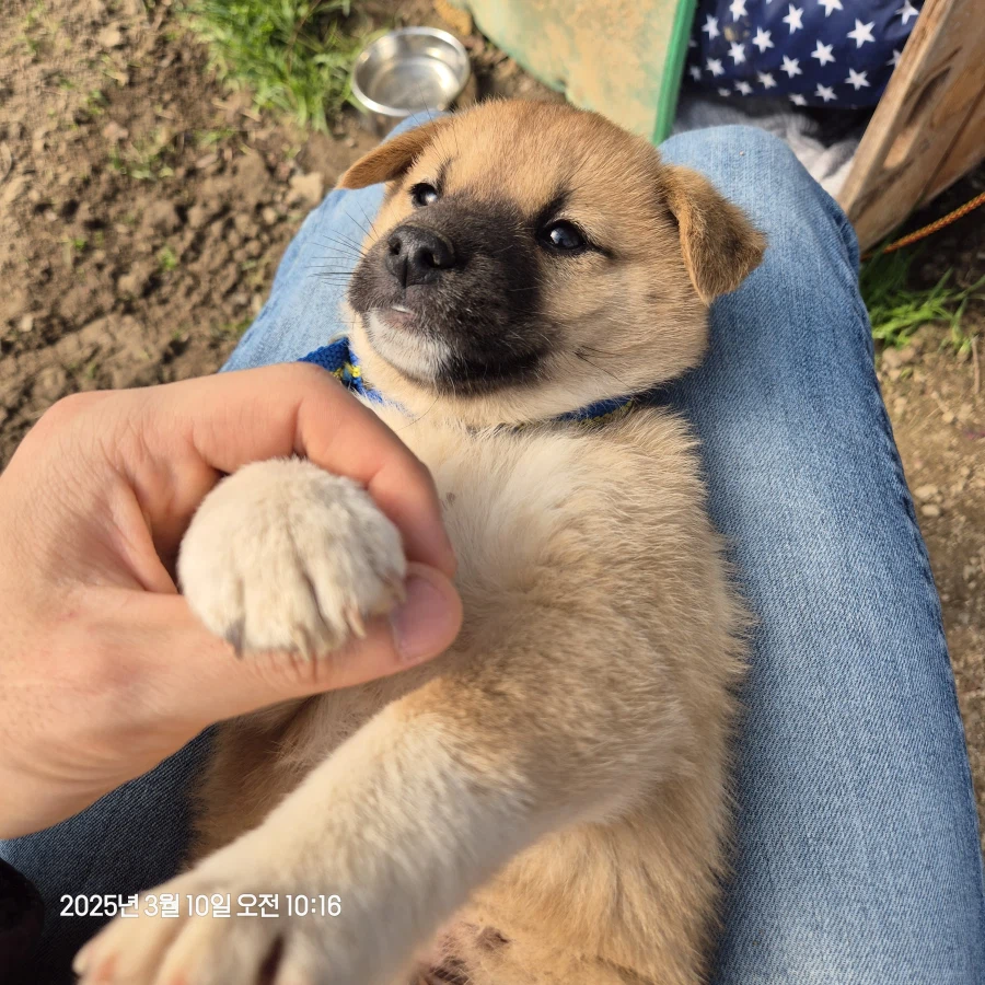 오리지날 똥개 근황_3.webp