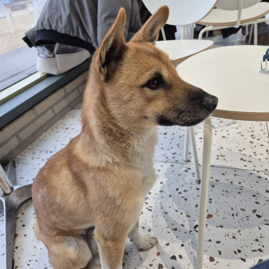 오리지날 똥개 근황_8.webp