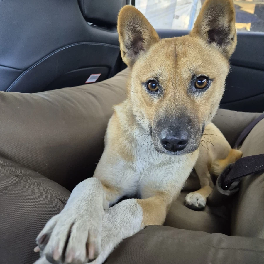 오리지날 똥개 근황_11.webp