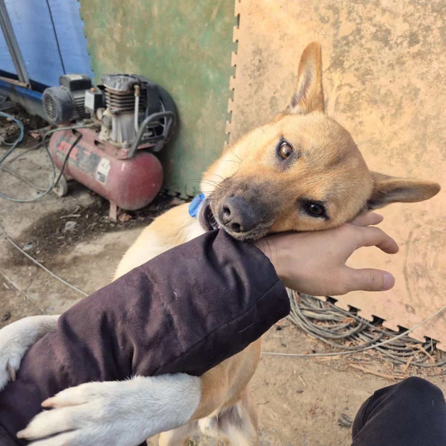 오리지날 똥개 근황_15.webp