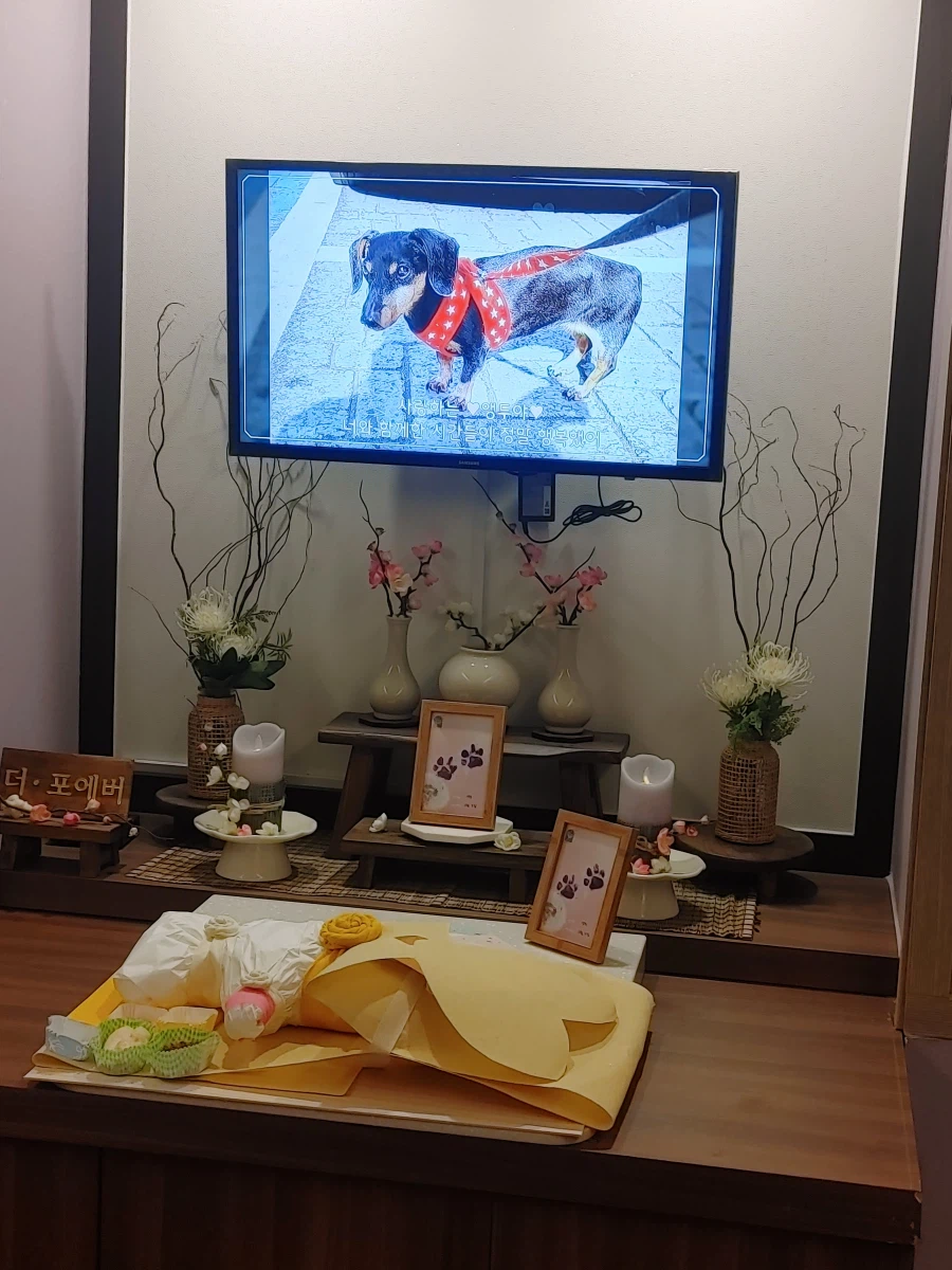 우리 앵두가 멍멍이 별로 떠났습니다_1.webp