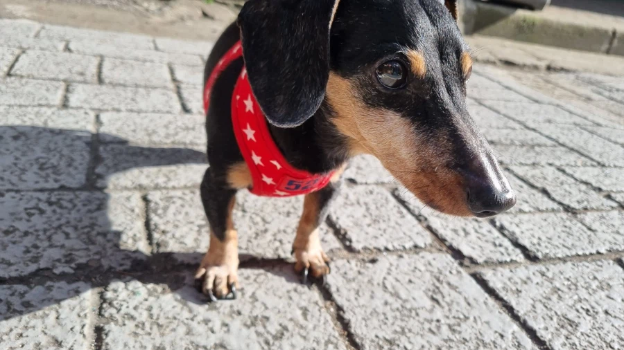 우리 앵두가 멍멍이 별로 떠났습니다_6.webp