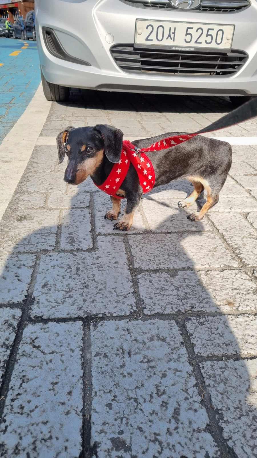 우리 앵두가 멍멍이 별로 떠났습니다_8.webp