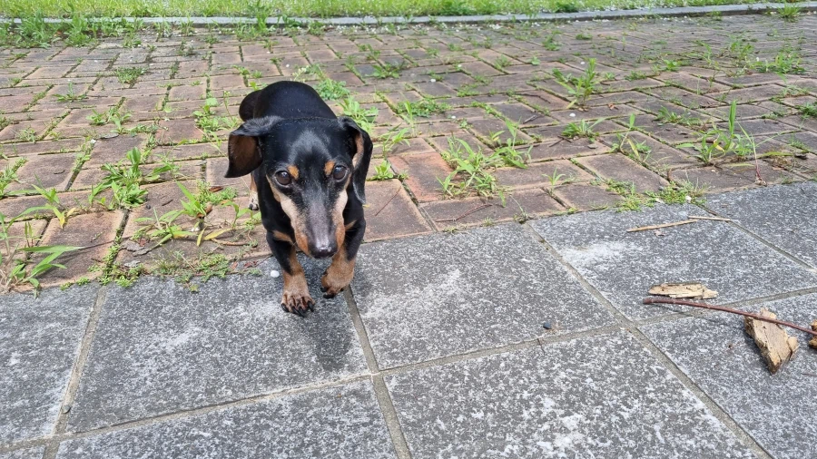 우리 앵두가 멍멍이 별로 떠났습니다_9.webp