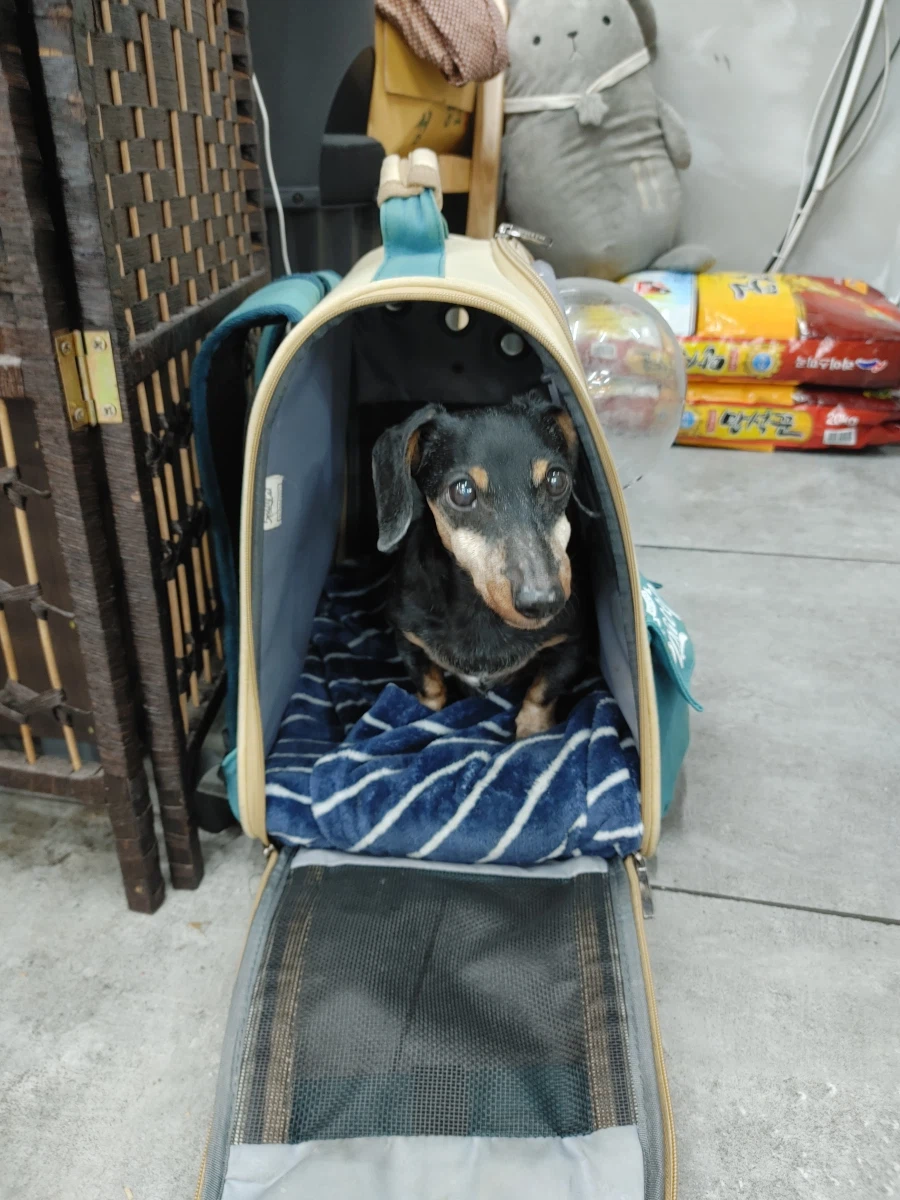 우리 앵두가 멍멍이 별로 떠났습니다_16.webp