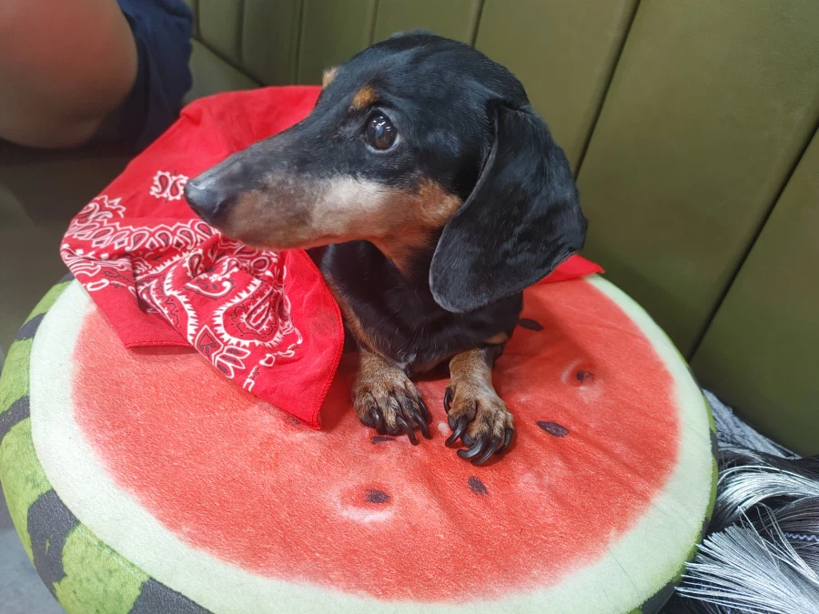 우리 앵두가 멍멍이 별로 떠났습니다_15.webp