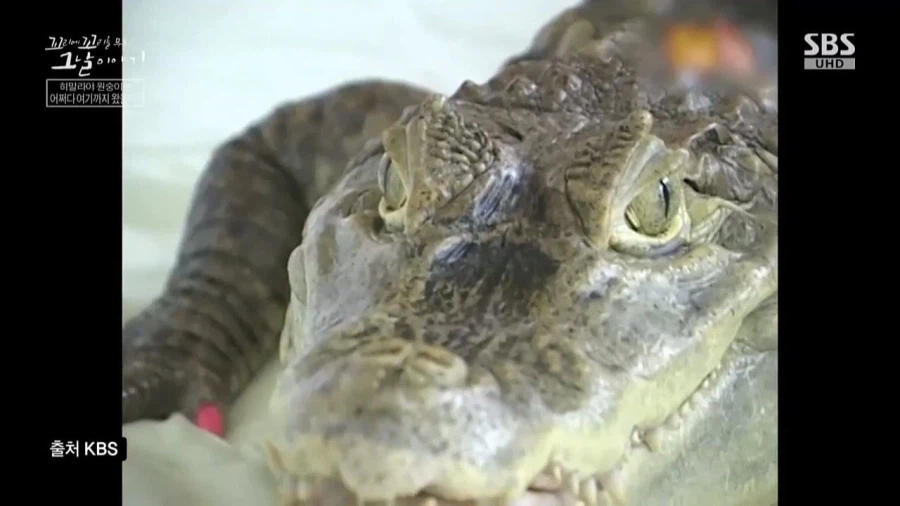 90년대 불법으로 기르던 애완동물들_13.webp