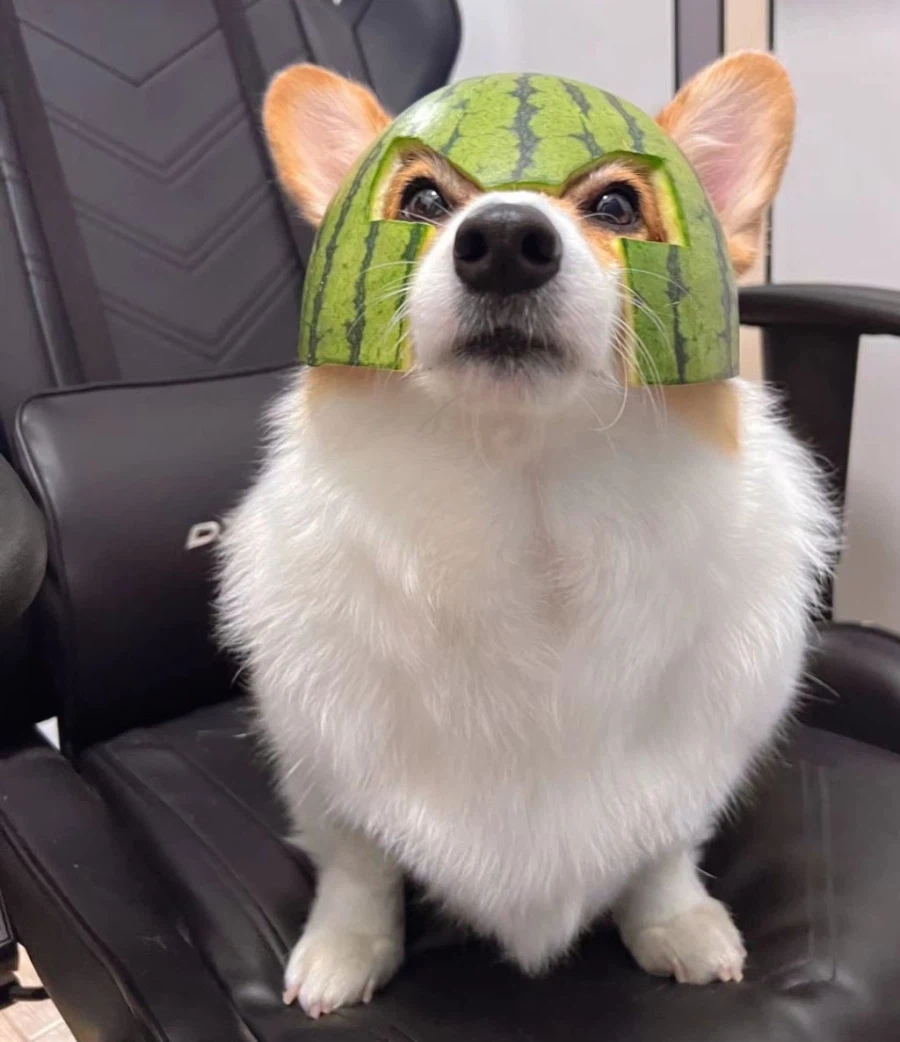 수박 투구를 쓴 강아지_1.webp