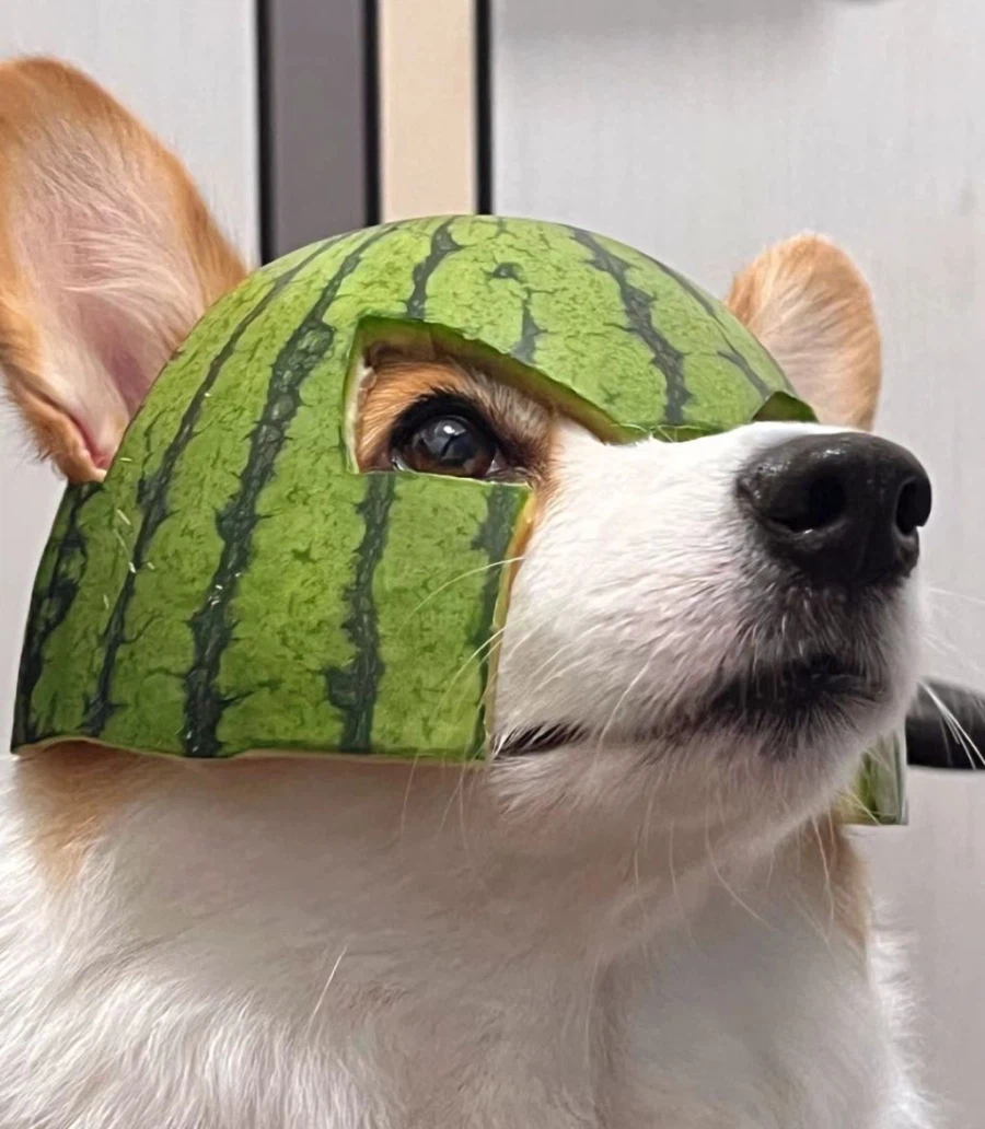 수박 투구를 쓴 강아지_2.webp