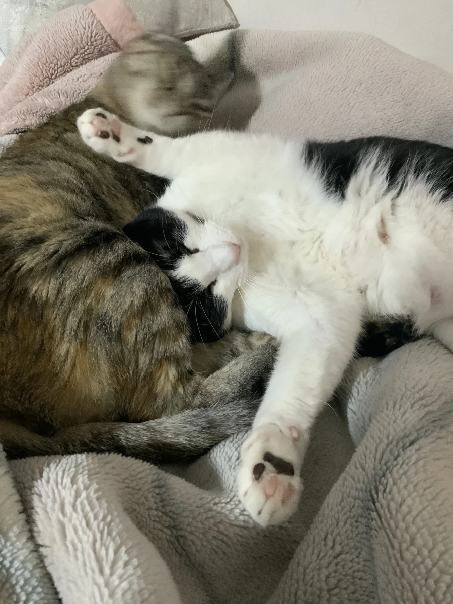 사람 집 불법침입한 들고양이들_4.webp