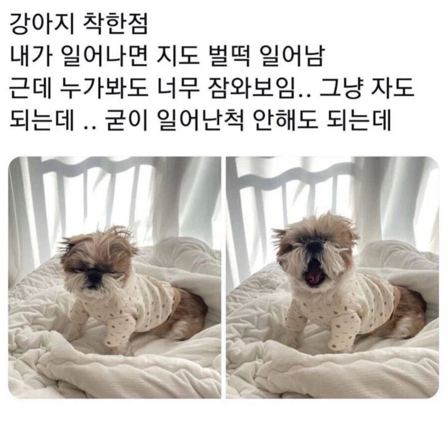 쭈인아 니 왔나.jpg_1.webp