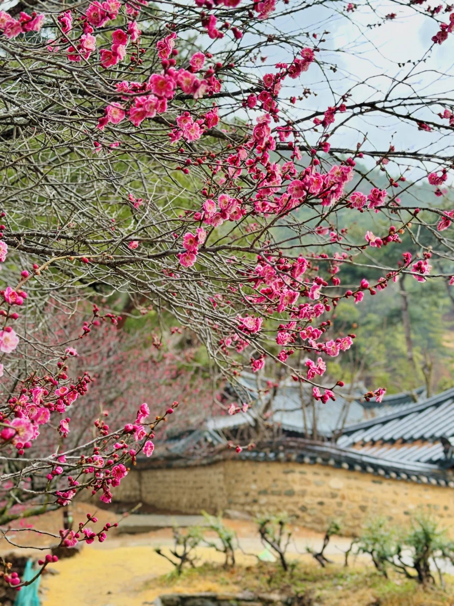 대구 달성군 남평문씨세거지 매화_2.webp