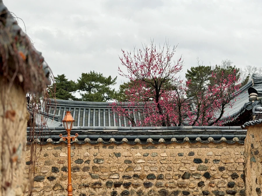 대구 달성군 남평문씨세거지 매화_5.webp