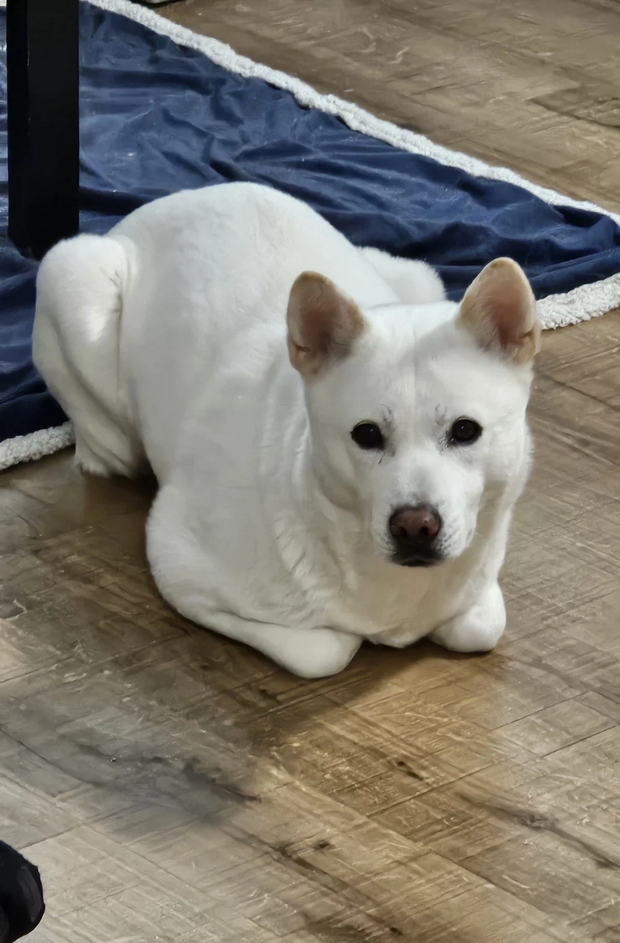 단풍국 진도_1.webp