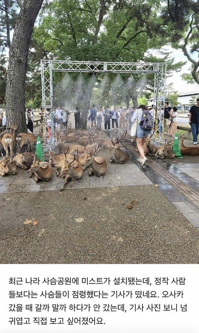 한국인들 일본 여름 휴가 여행 갈때 최대 난관.jpg_10.webp