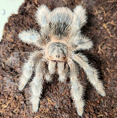 약혐)아기 거미 탈피 장면_2.webp