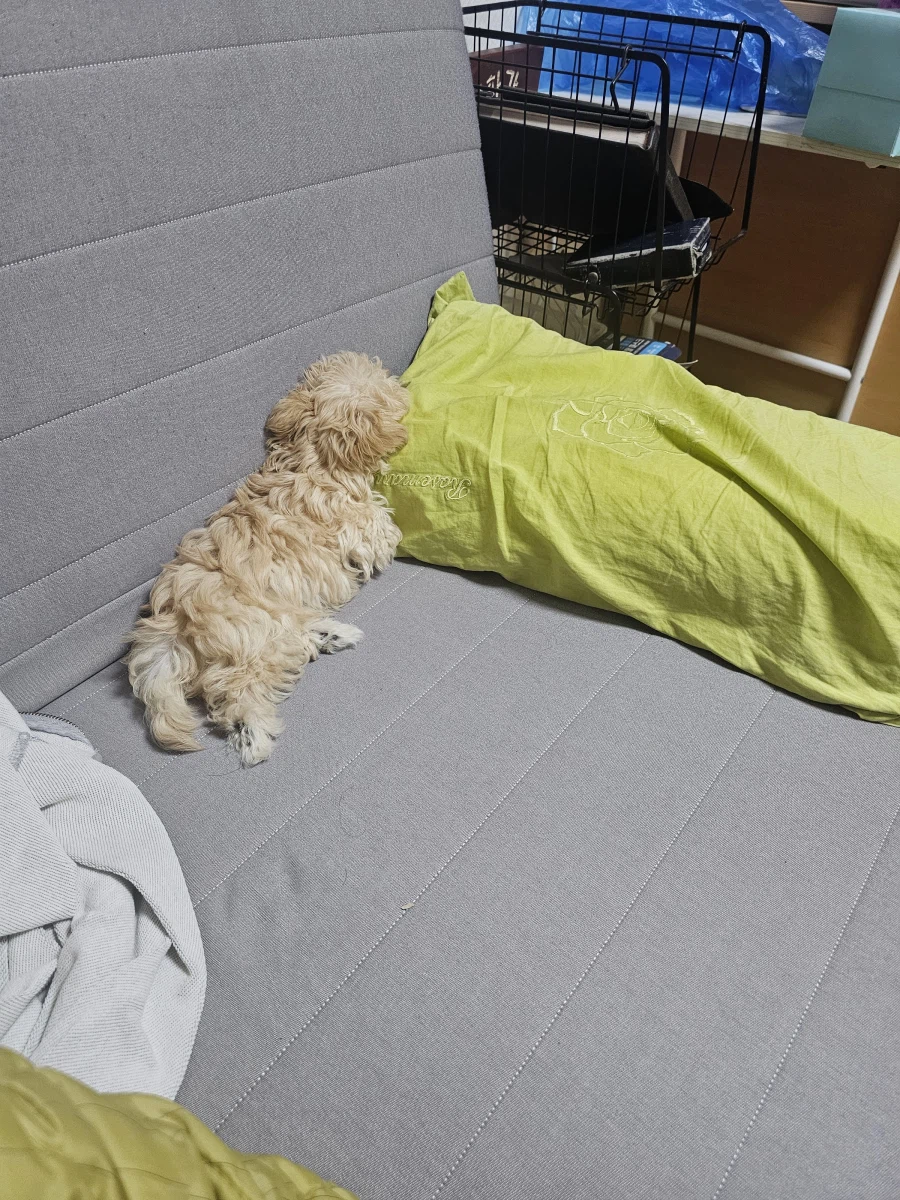 강아지 생후 74일_6.webp