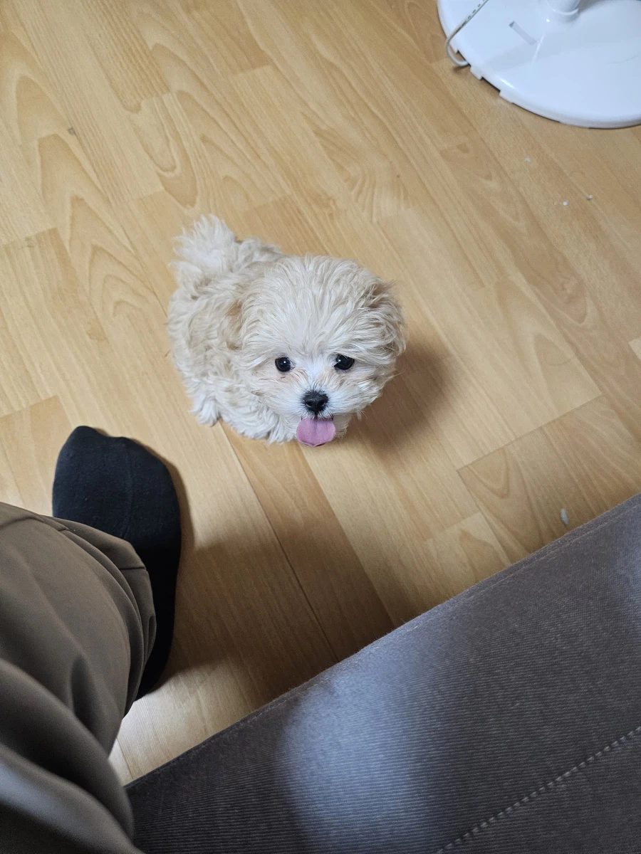 강아지 생후 74일_9.webp