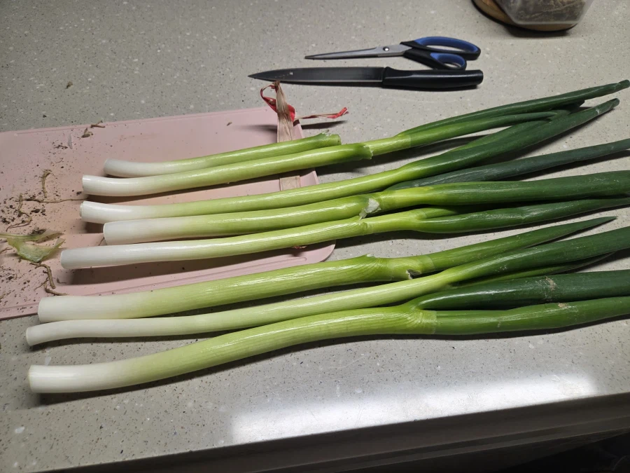 살기 위해서 만든 밥들(카레 외)_15.webp