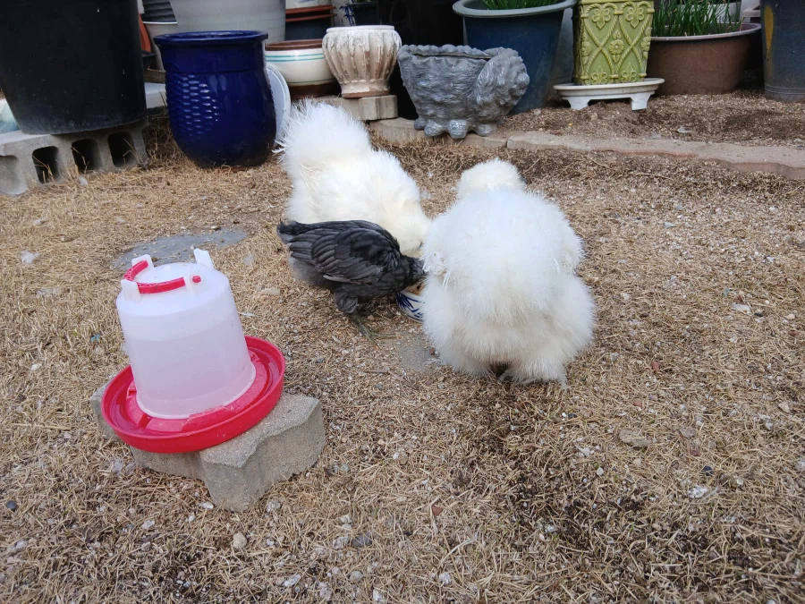 리노아 몰래 복실복실한 닭들과 많이 커버린 병아리 올리기_2.webp