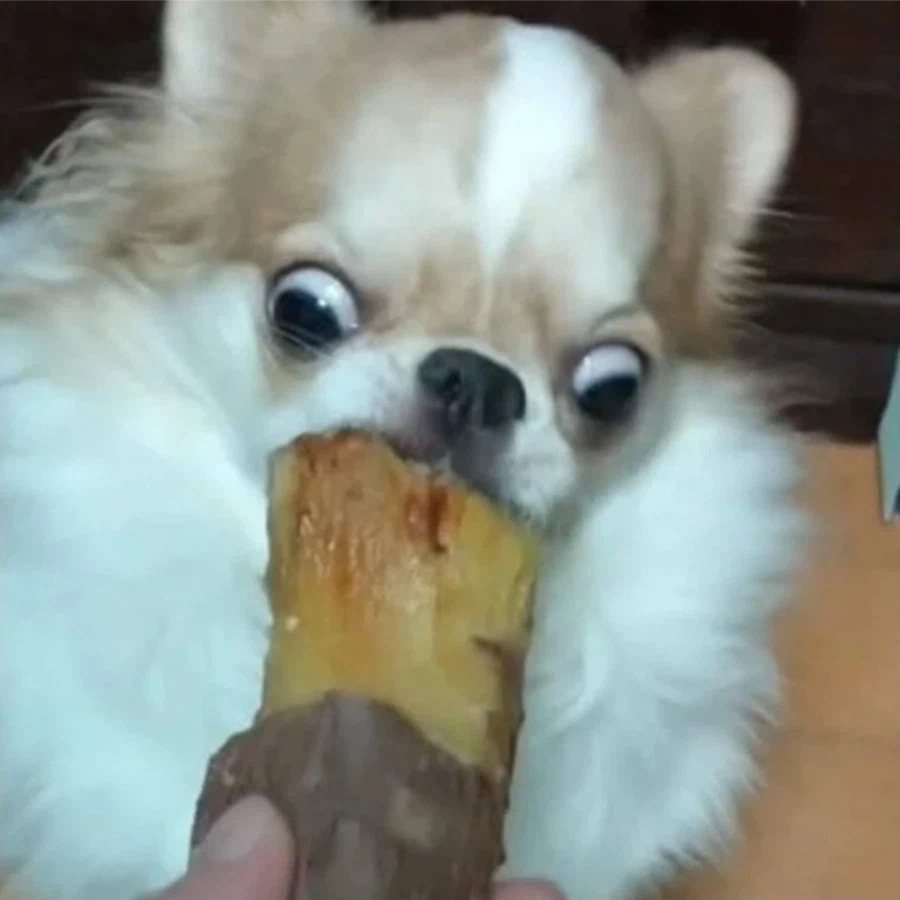 음식을 너무 맛있게 먹는 강아지.jpg_2.webp