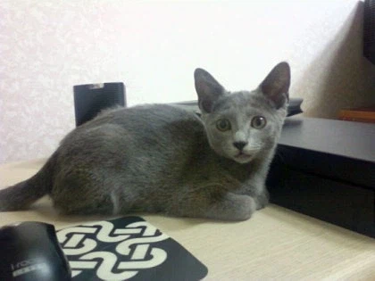 [라온이의 15번째 생일! 15년 압축 돌아보기]_4.webp