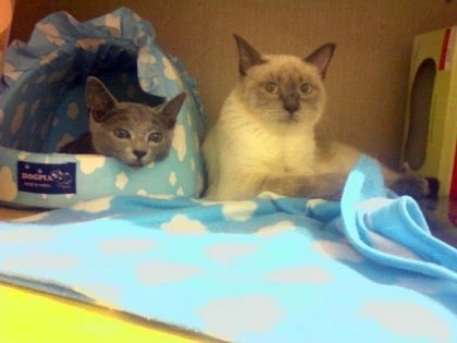 [라온이의 15번째 생일! 15년 압축 돌아보기]_7.webp