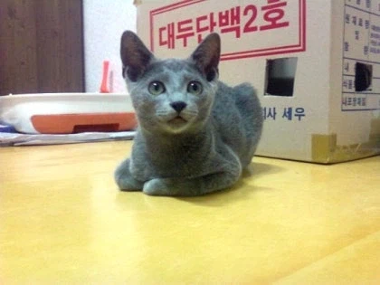 [라온이의 15번째 생일! 15년 압축 돌아보기]_9.webp