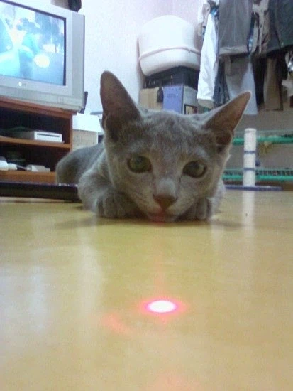 [라온이의 15번째 생일! 15년 압축 돌아보기]_14.webp