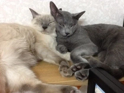 [라온이의 15번째 생일! 15년 압축 돌아보기]_29.webp