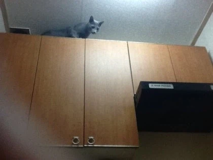 [라온이의 15번째 생일! 15년 압축 돌아보기]_31.webp