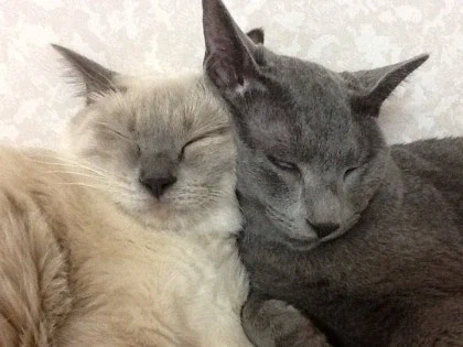 [라온이의 15번째 생일! 15년 압축 돌아보기]_36.webp