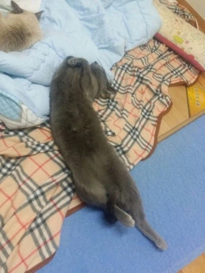 [라온이의 15번째 생일! 15년 압축 돌아보기]_44.webp