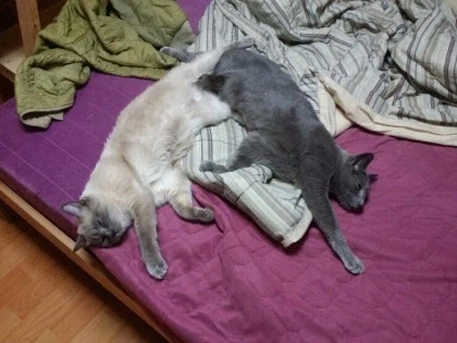 [라온이의 15번째 생일! 15년 압축 돌아보기]_48.webp