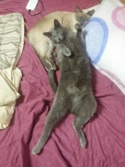 [라온이의 15번째 생일! 15년 압축 돌아보기]_49.webp