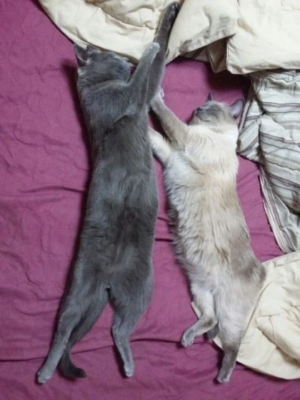 [라온이의 15번째 생일! 15년 압축 돌아보기]_50.webp