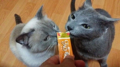 [라온이의 15번째 생일! 15년 압축 돌아보기]_54.webp