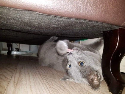 [라온이의 15번째 생일! 15년 압축 돌아보기]_55.webp