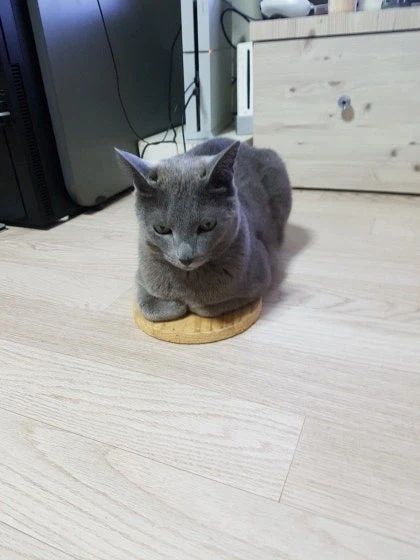 [라온이의 15번째 생일! 15년 압축 돌아보기]_60.webp